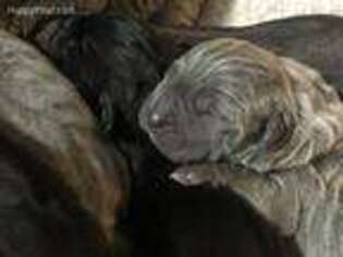 Neapolitan Mastiff Puppy for sale in Tomball, TX, USA