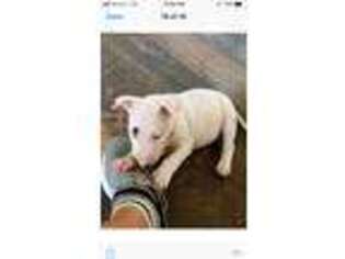 Bull Terrier Puppy for sale in Springfield, MO, USA