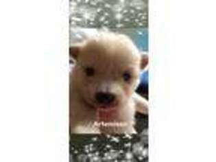 Pomeranian Puppy for sale in Atwater, MN, USA