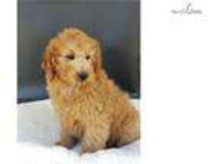 Goldendoodle Puppy for sale in Fort Worth, TX, USA