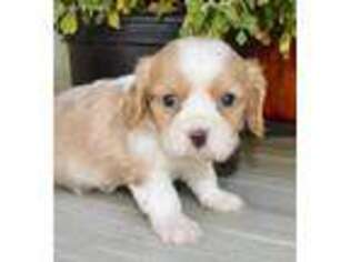 Cavalier King Charles Spaniel Puppy for sale in Tuscola, IL, USA