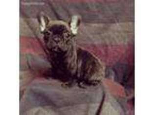French Bulldog Puppy for sale in Oakley, MI, USA