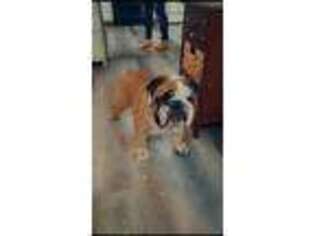 Bulldog Puppy for sale in Wauseon, OH, USA