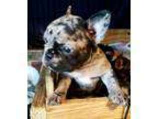 French Bulldog Puppy for sale in Elizabeth City, NC, USA