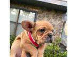 French Bulldog Puppy for sale in Lilburn, GA, USA