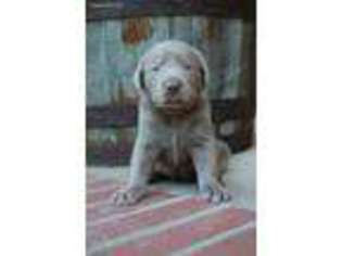 Labrador Retriever Puppy for sale in Center Ridge, AR, USA