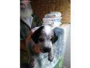 German Wirehaired Pointer Puppy for sale in Burnsville, NC, USA