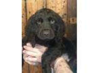 Boykin Spaniel Puppy for sale in Moss Point, MS, USA