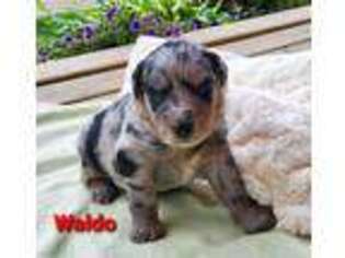 Mutt Puppy for sale in Minerva, OH, USA