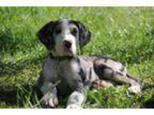 Great Dane Puppy for sale in Scarbro, WV, USA