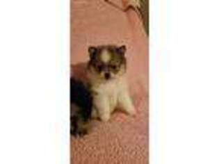 Pomeranian Puppy for sale in Kannapolis, NC, USA