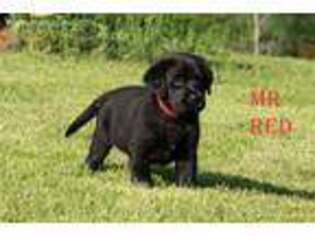 Labrador Retriever Puppy for sale in Fenton, MI, USA