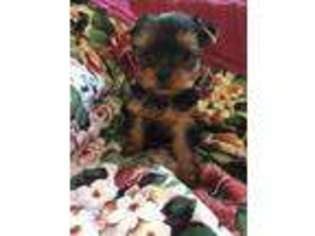 Yorkshire Terrier Puppy for sale in Marengo, IA, USA