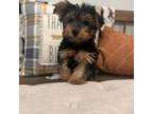 Yorkshire Terrier Puppy for sale in South Orange, NJ, USA