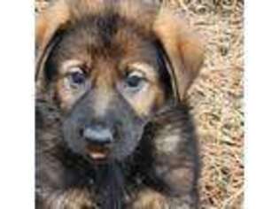 German Shepherd Dog Puppy for sale in Livermore, CO, USA