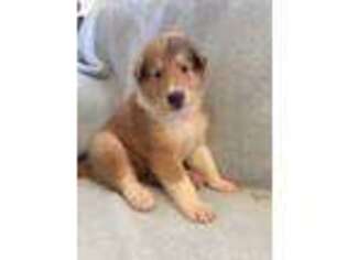 Collie Puppy for sale in Glendale, AZ, USA