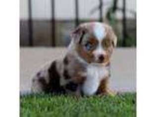 Miniature Australian Shepherd Puppy for sale in Delta, CO, USA