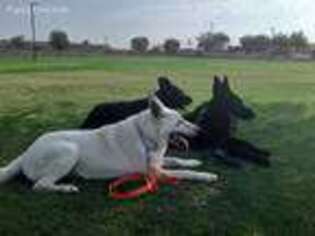 German Shepherd Dog Puppy for sale in Maricopa, AZ, USA