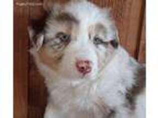 Australian Shepherd Puppy for sale in Salem, OR, USA