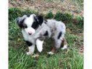 Australian Shepherd Puppy for sale in Groveton, TX, USA