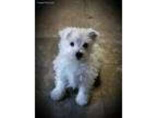 West Highland White Terrier Puppy for sale in Minonk, IL, USA
