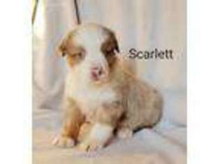 Miniature Australian Shepherd Puppy for sale in Carrollton, IL, USA
