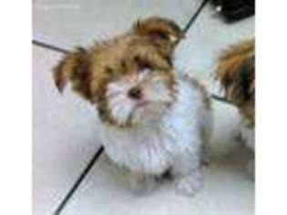 Shorkie Tzu Puppy for sale in Brooksville, FL, USA