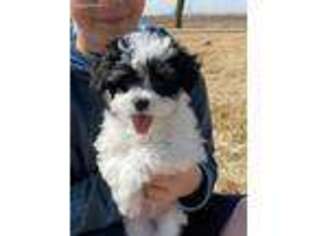 Poovanese Puppy for sale in Gibson City, IL, USA