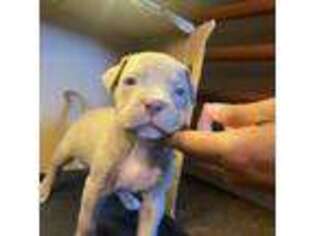 American Bulldog Puppy for sale in Staten Island, NY, USA