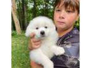 American Eskimo Dog Puppy for sale in Statesville, NC, USA