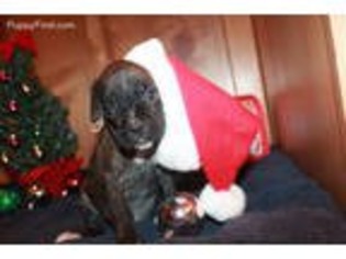 Boxer Puppy for sale in Morenci, MI, USA