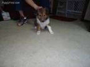 Shetland Sheepdog Puppy for sale in Independence, MO, USA