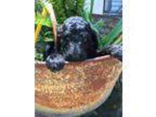 Mutt Puppy for sale in Edgewater, FL, USA