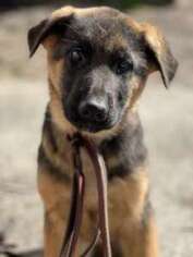 German Shepherd Dog Puppy for sale in Stanwood, WA, USA