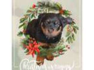Rottweiler Puppy for sale in Centuria, WI, USA