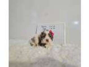 Cocker Spaniel Puppy for sale in Camden, MI, USA