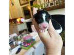 Mutt Puppy for sale in Huntsville, AR, USA