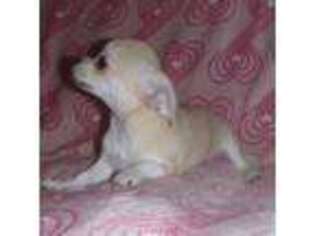 Chihuahua Puppy for sale in Kunkletown, PA, USA