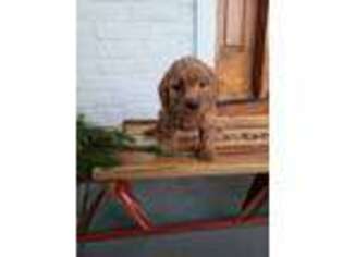 Goldendoodle Puppy for sale in Jonestown, PA, USA