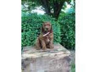 Goldendoodle Puppy for sale in Freeport, OH, USA