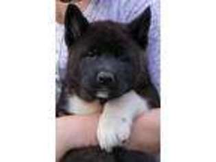 Akita Puppy for sale in Philadelphia, PA, USA