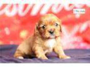 Cavalier King Charles Spaniel Puppy for sale in Fort Wayne, IN, USA