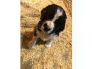English Springer Spaniel Puppy for sale in Odebolt, IA, USA