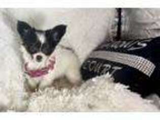 Papillon Puppy for sale in Purvis, MS, USA
