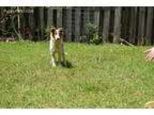 Shetland Sheepdog Puppy for sale in Augusta, GA, USA