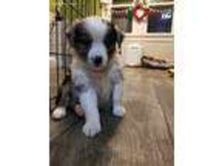 Miniature Australian Shepherd Puppy for sale in Fostoria, OH, USA