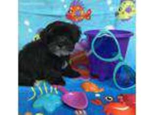 Shorkie Tzu Puppy for sale in Kingsport, TN, USA