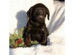 Labradoodle Puppy for sale in Narvon, PA, USA