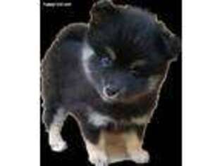 Alaskan Klee Kai Puppy for sale in Fletcher, NC, USA
