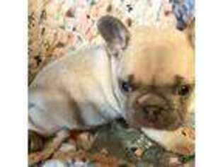 French Bulldog Puppy for sale in Deer Park, TX, USA